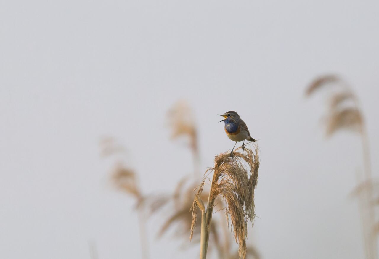 Blaukehlchen2