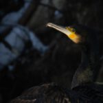 kormoran