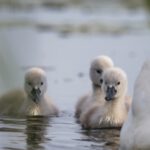 schwan2